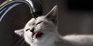 mi gato solo bebe agua del grifo