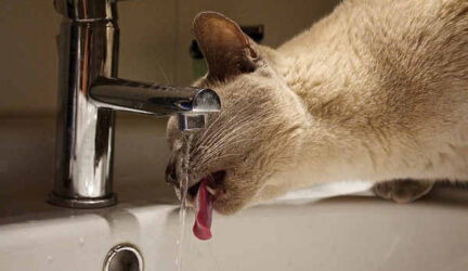 Mi gato solo bebe agua del grifo