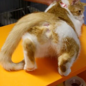 esterilización de un gato