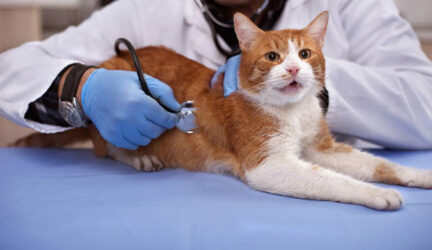 Neumonía en gatos, síntomas y tratamiento
