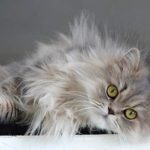 gato raza persa