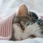 Depresión en gatos, síntomas y tratamiento