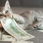 Rascadores para gatos baratos y económicos