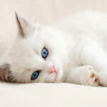Gatos albinos, cómo cuidarlos