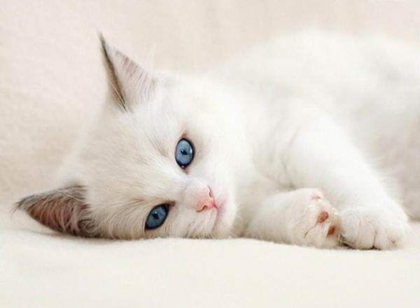 gatos albinos