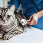 Tos en gatos, causas y tratamiento