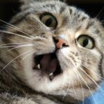 6 señales de un gato estresado y cómo ayudar