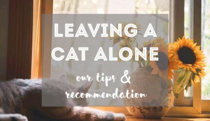 How Long Can You Leave a Cat at Home While on Vacation? // Fluffy Kitty - thefluffykitty.com