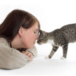 FIV en gatos | Guía del virus de la inmunodeficiencia felina