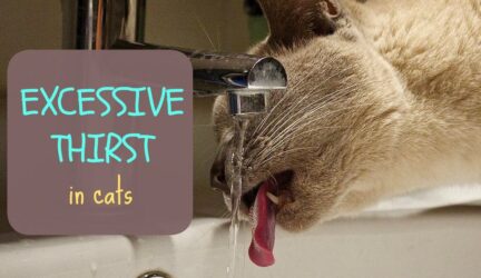 Excessive thirst in cats