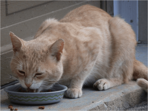 la mejor comida para gatos con estómagos sensibles