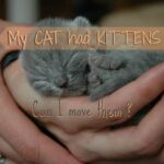 ¿Puedo mover los gatos recién nacidos?