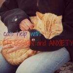 ¿Los gatos ayudan con la depresión y la ansiedad?