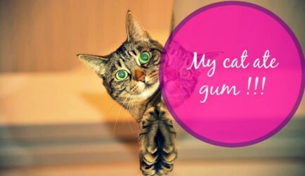my cat ate gum header