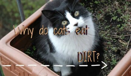 Why do cats eat dirt ? - Fluffy Kitty