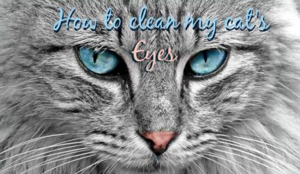 How to clean my cat's eyes