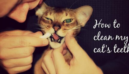 How to clean my cat's teeth header