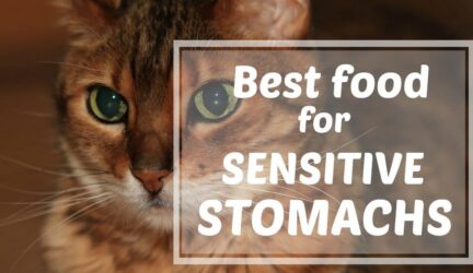 best-food-for-sensitive-stomachs-header