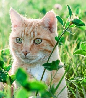 ¿Por qué los gatos comen plantas?