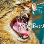 ¿Por qué el aliento de mi gato huele a pescado?