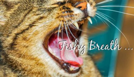 why does my cat breath smell like fish header