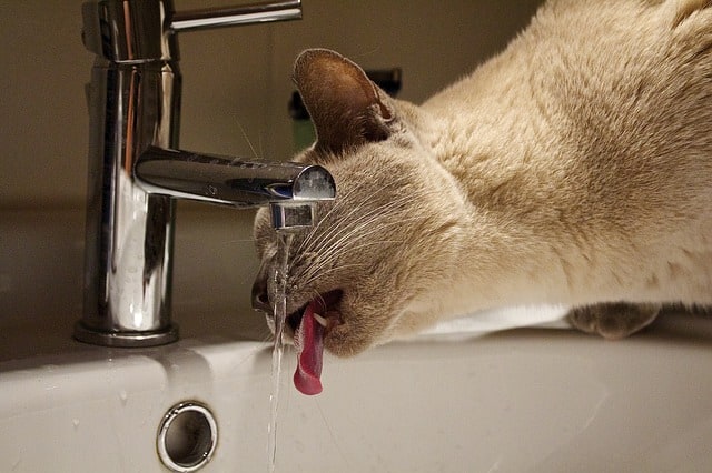 ¿Por qué mi gato bebe tanta agua?