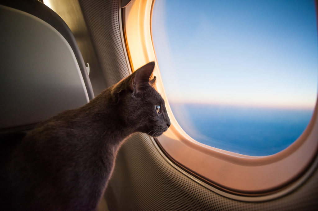 como viajar en avion con gatos